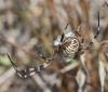 Argiope bruennichi